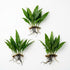 Java Fern (Microsorum pteropus) – Easy Live Freshwater Aquarium Plant