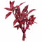 Alternanthera Rosanervig - Image 2 of 30