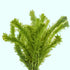 Anacharis Egeria Densa Bunch Live Aquarium Plants - Image 8 of 27