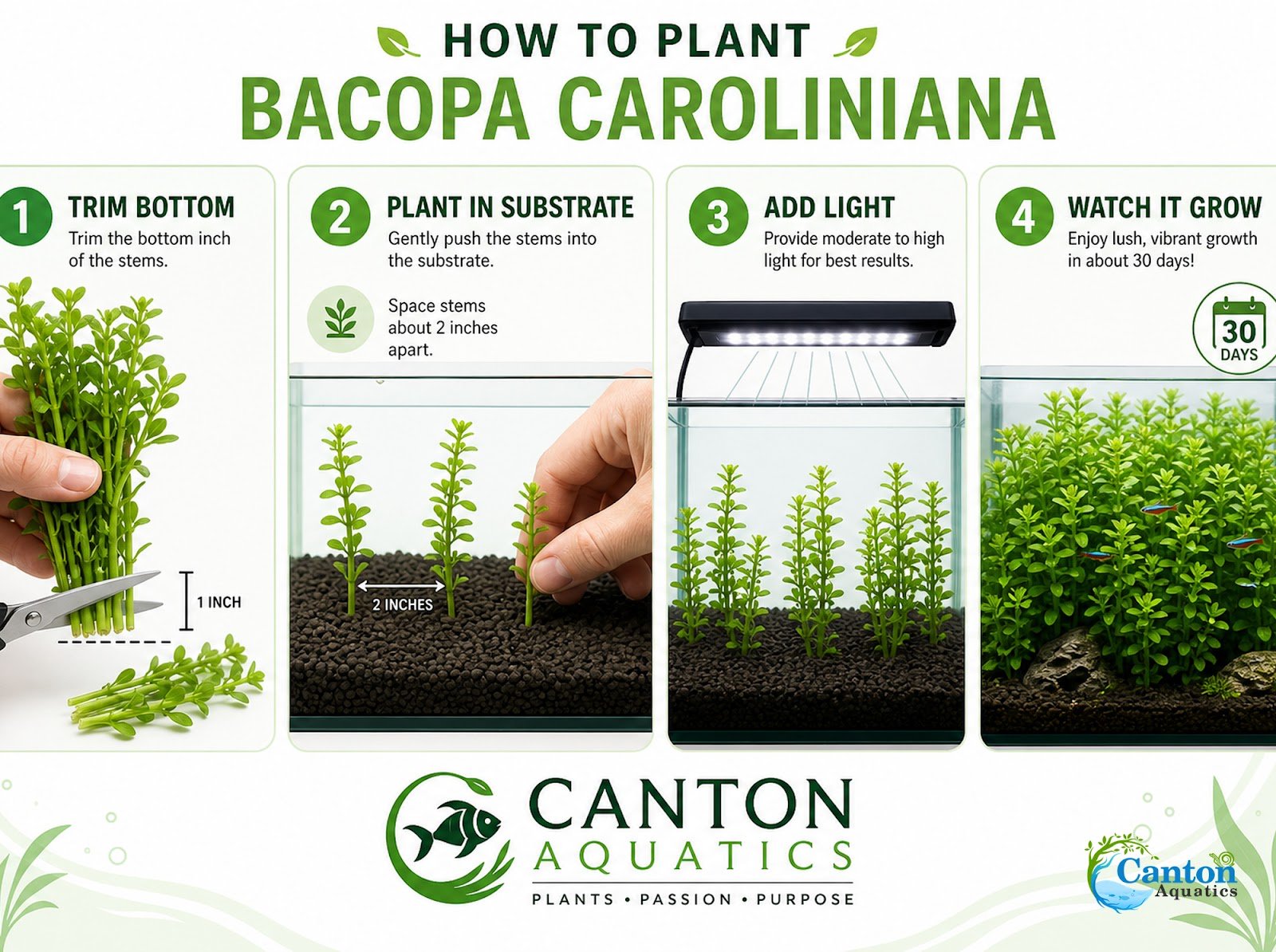 Bacopa Caroliniana
