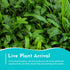 Cryptocoryne Crypt Lucens