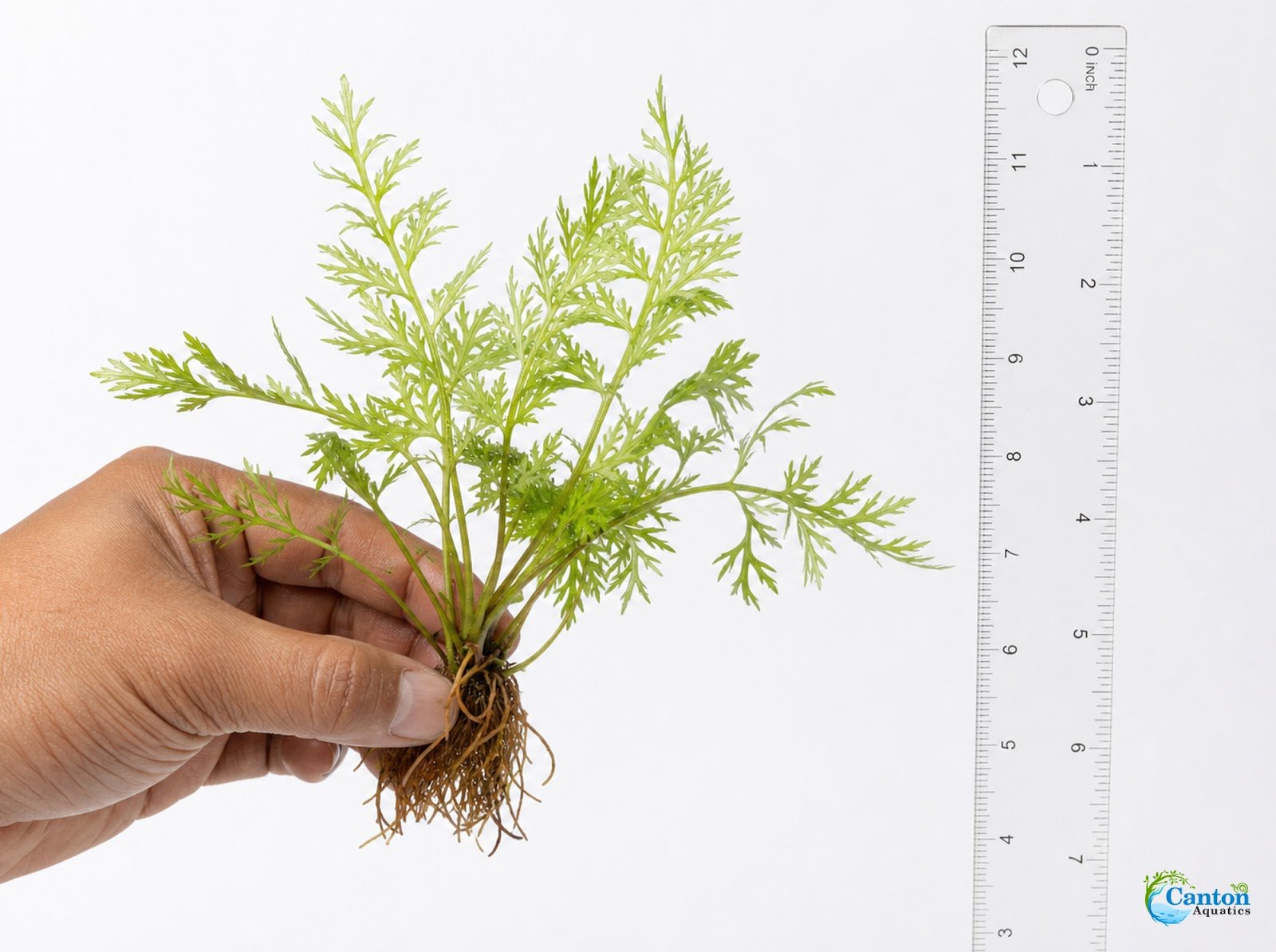 Canton Aquatics Live Aquarium Plants - Water Sprite Aquarium Plant, Ceratopteris Thalictroides - Perfect Live Aquatic Plants for Fish Tanks and Aquariums