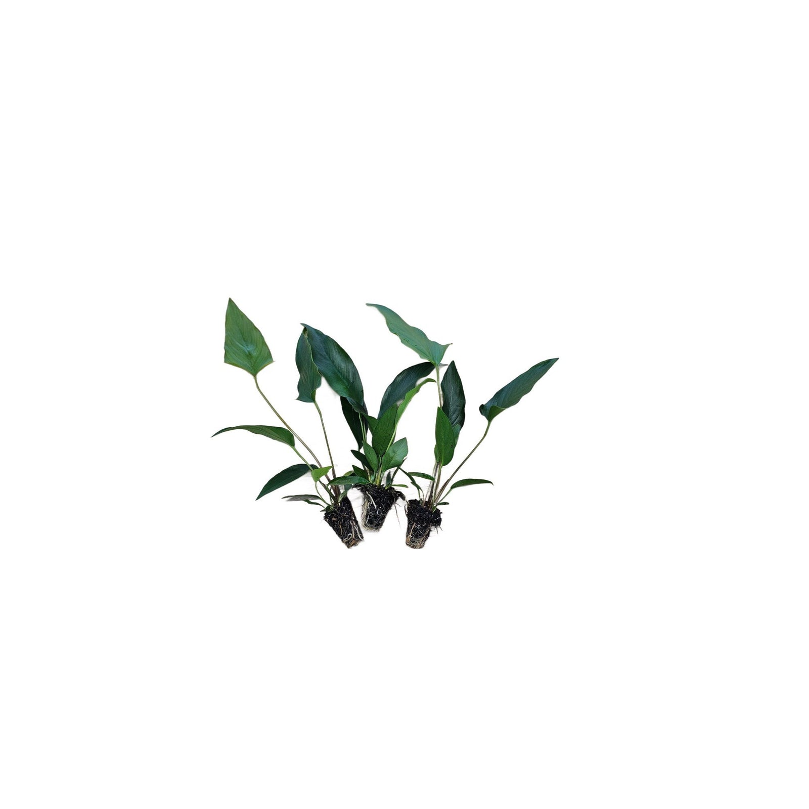 Cichlid-Friendly Live Plant Pack – Large Hardy Aquarium Plants (3 Pack)