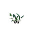 Cichlid-Friendly Live Plant Pack – Large Hardy Aquarium Plants (3 Pack)