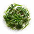 Cichlid-Friendly Live Plant Pack – Large Hardy Aquarium Plants (3 Pack)