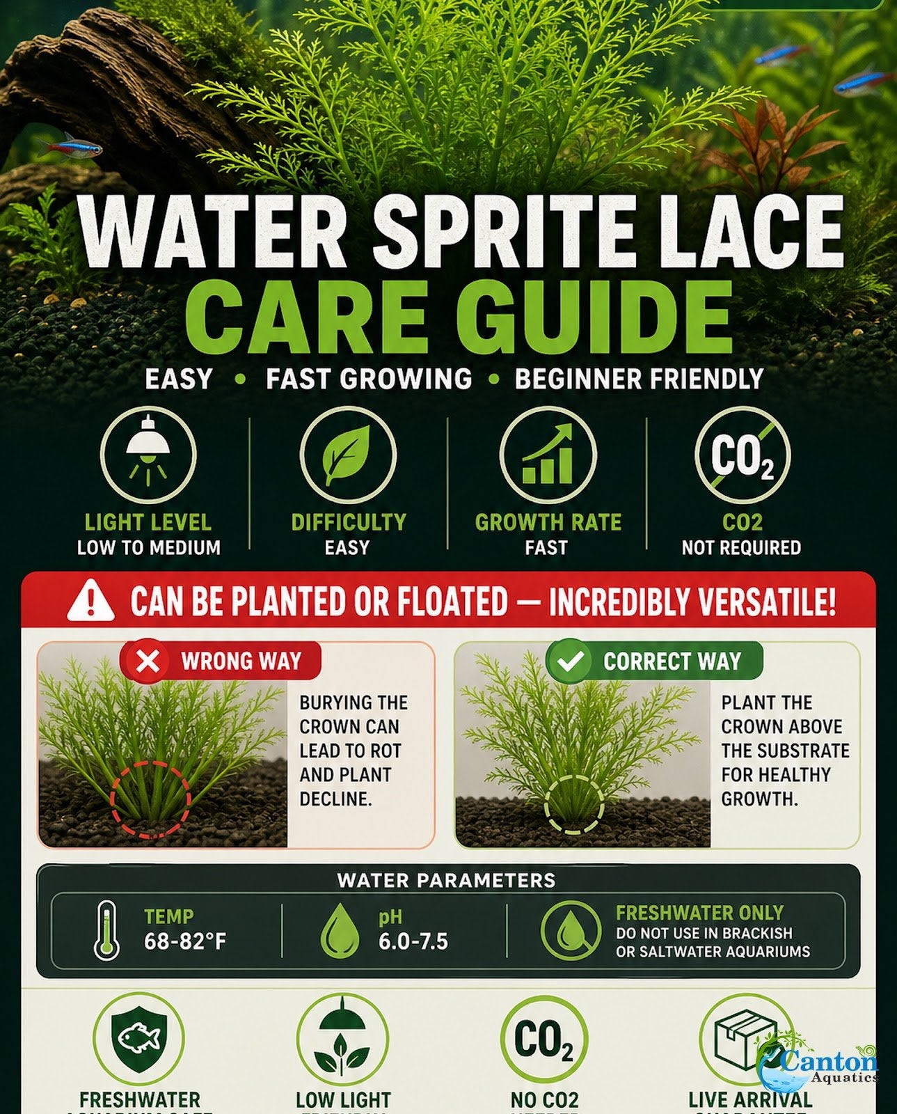 Canton Aquatics Live Aquarium Plants - Water Sprite Aquarium Plant, Ceratopteris Thalictroides - Perfect Live Aquatic Plants for Fish Tanks and Aquariums