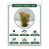 Needle Leaf Ludwigia Arcuata