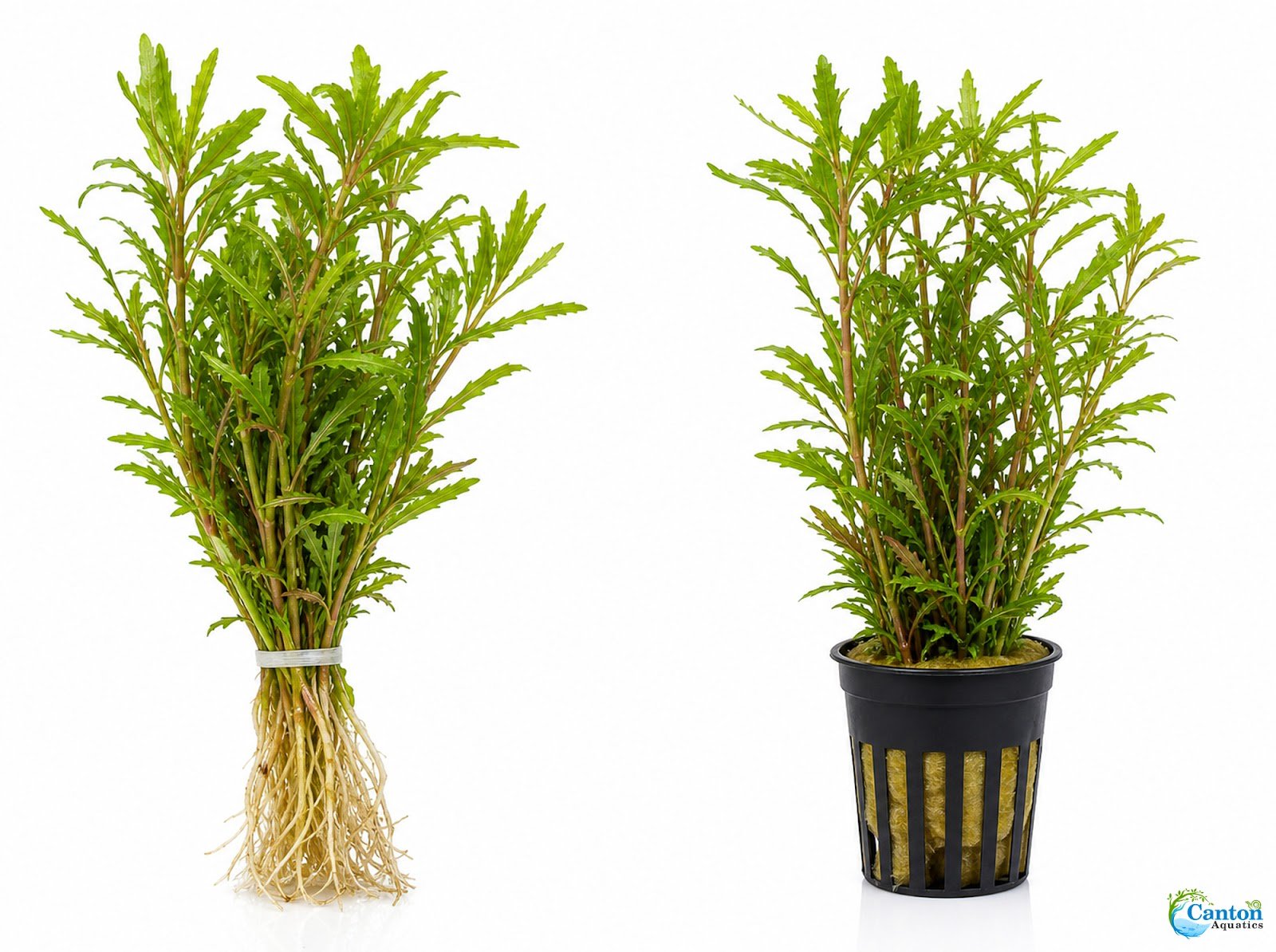 Mermaid Hygro (Proserpinaca palustris) – Live Aquarium Plant