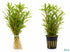 Mermaid Hygro (Proserpinaca palustris) – Live Aquarium Plant
