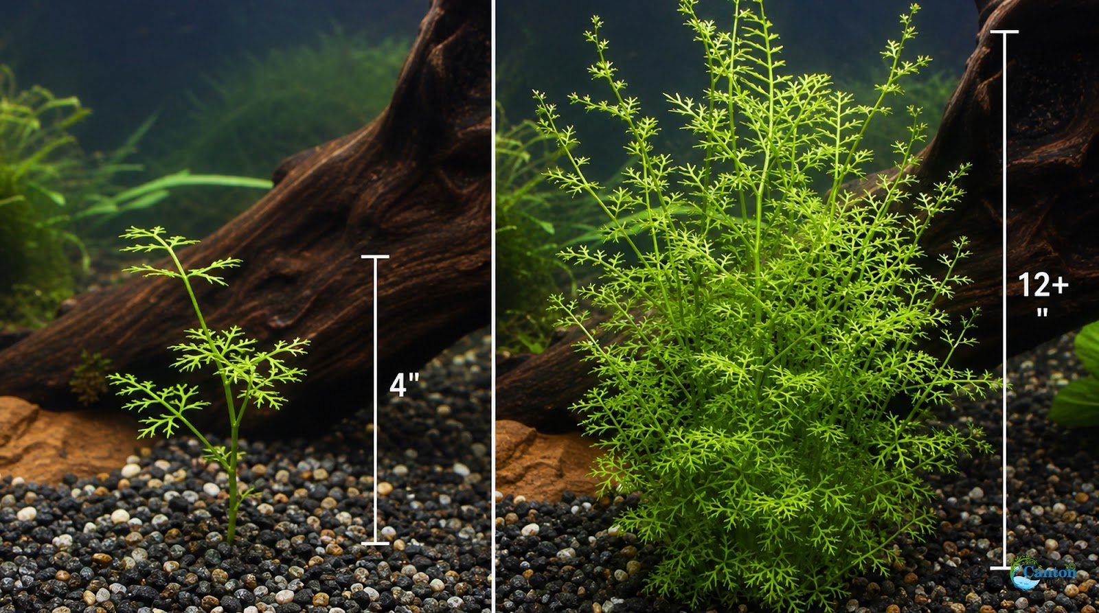 Canton Aquatics Live Aquarium Plants - Water Sprite Aquarium Plant, Ceratopteris Thalictroides - Perfect Live Aquatic Plants for Fish Tanks and Aquariums