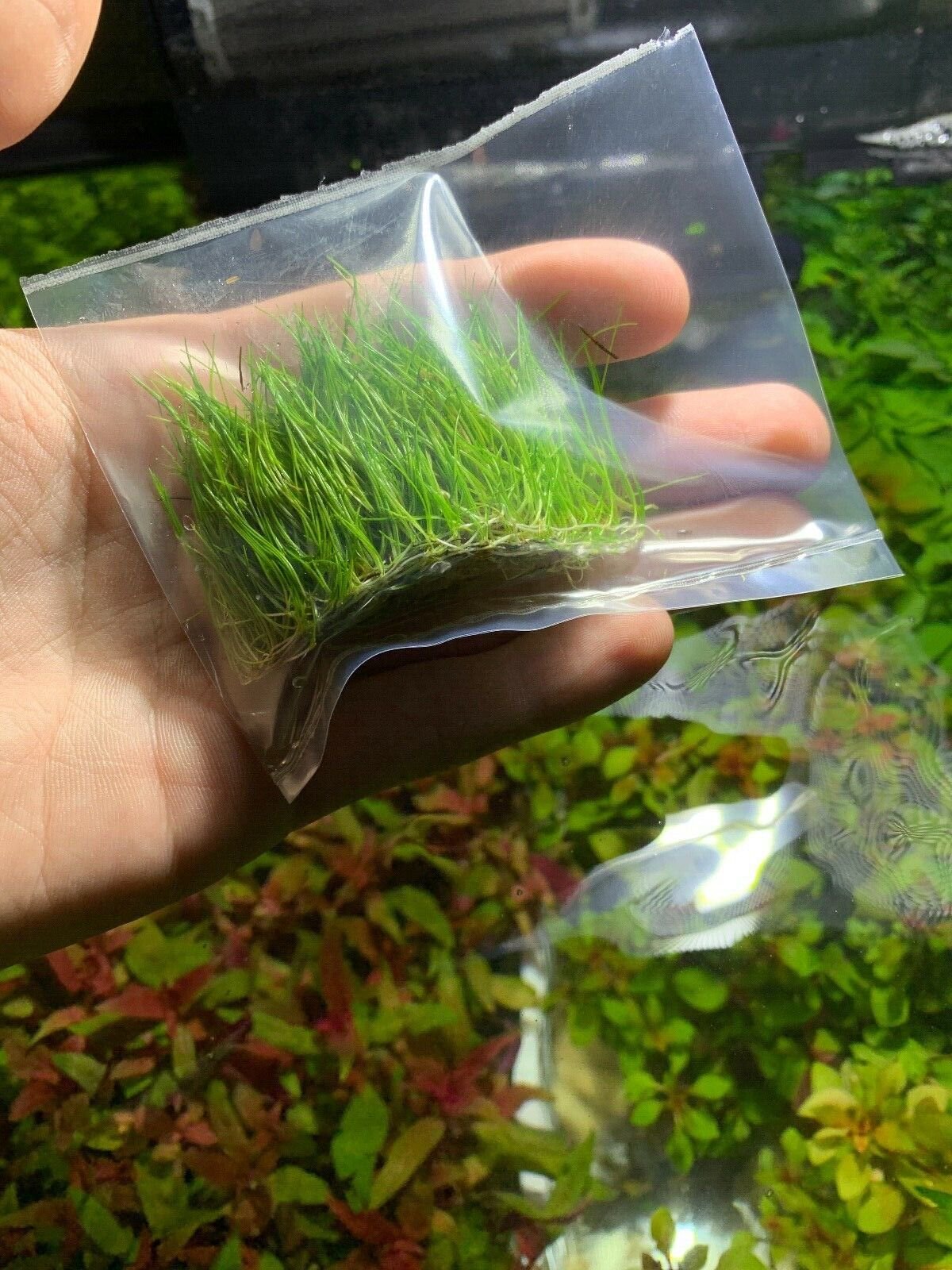 Dwarf Hairgrass Eleocharis