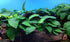 Anubias Barteri - Image 73 of 80