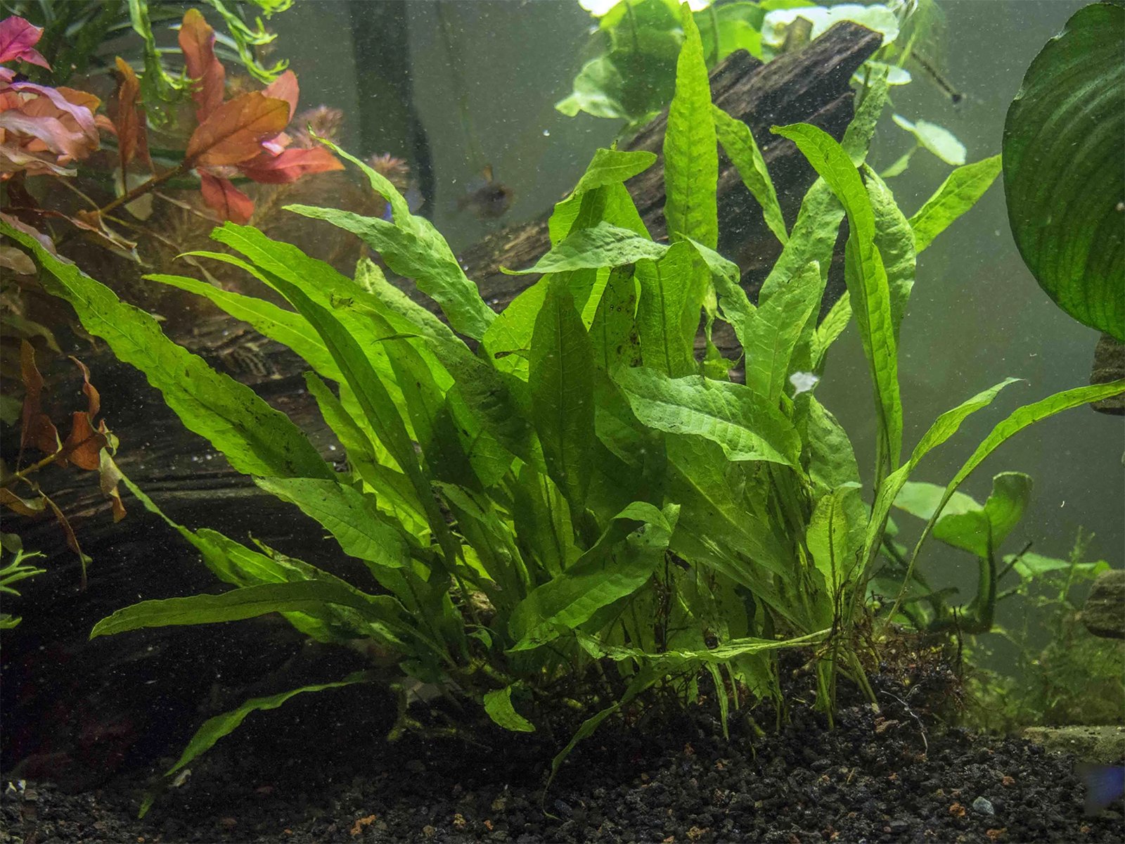 Java Fern (Microsorum Pteropus) on Mat