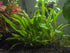 Java Fern (Microsorum Pteropus) on Mat