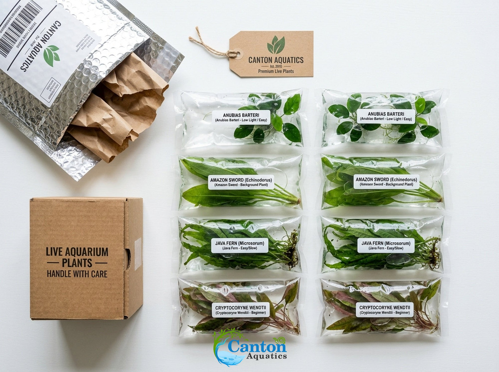 Live Aquarium Plants Essential Bundle
