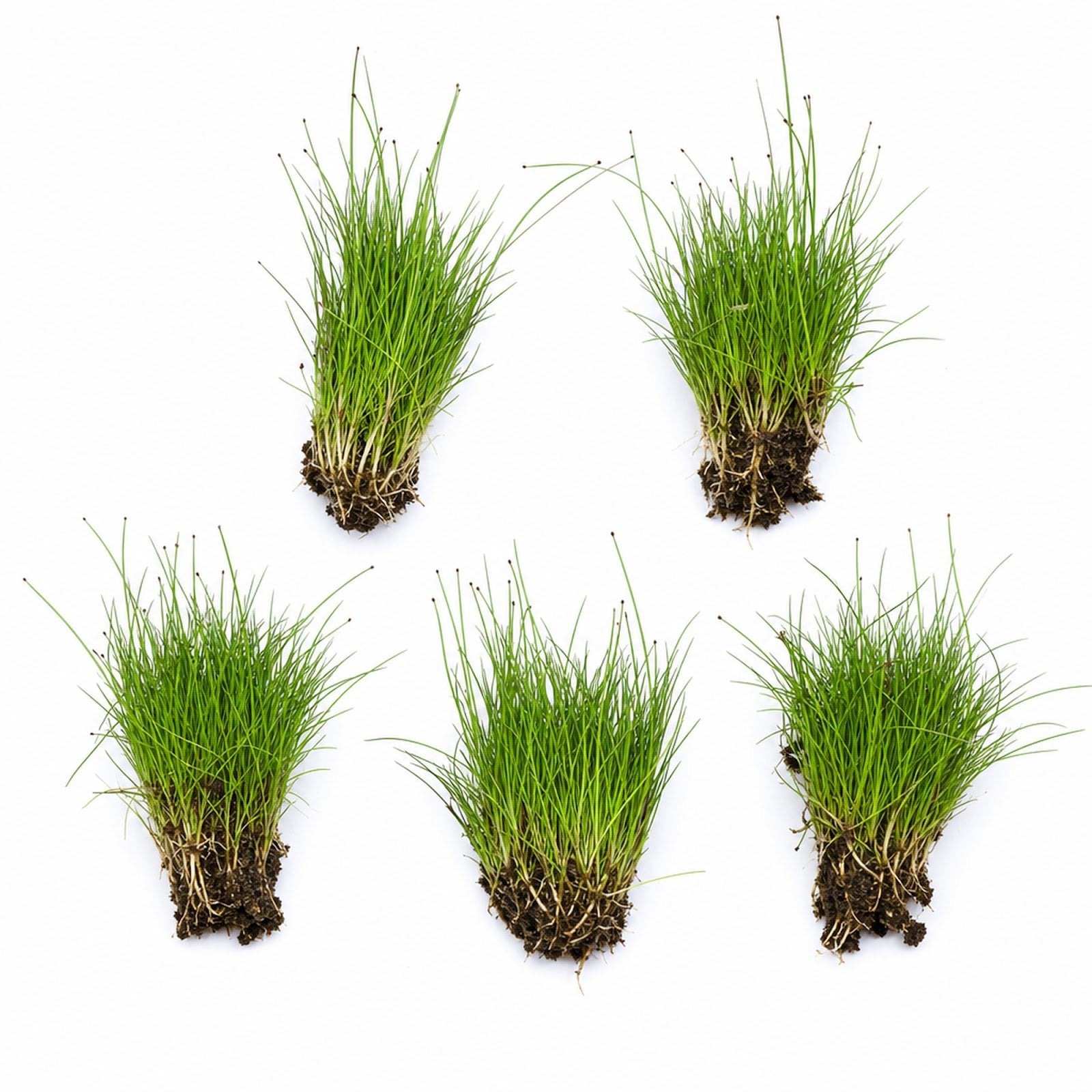 5 X Dwarf Hairgrass (Eleocharis Parvula) - Image 1 of 10