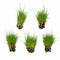 5 X Dwarf Hairgrass (Eleocharis Parvula) - Image 1 of 10