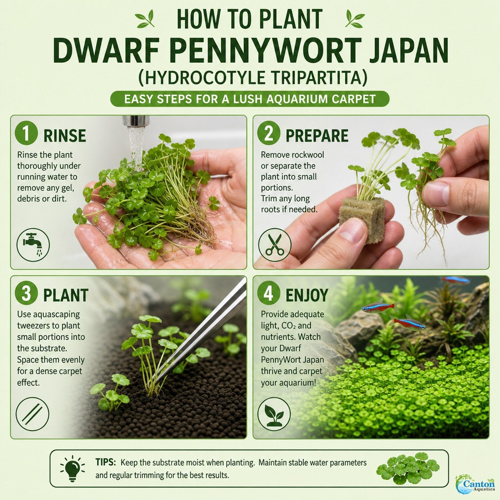 Dwarf PennyWort Japan (Hydrocotyle Tripartita)