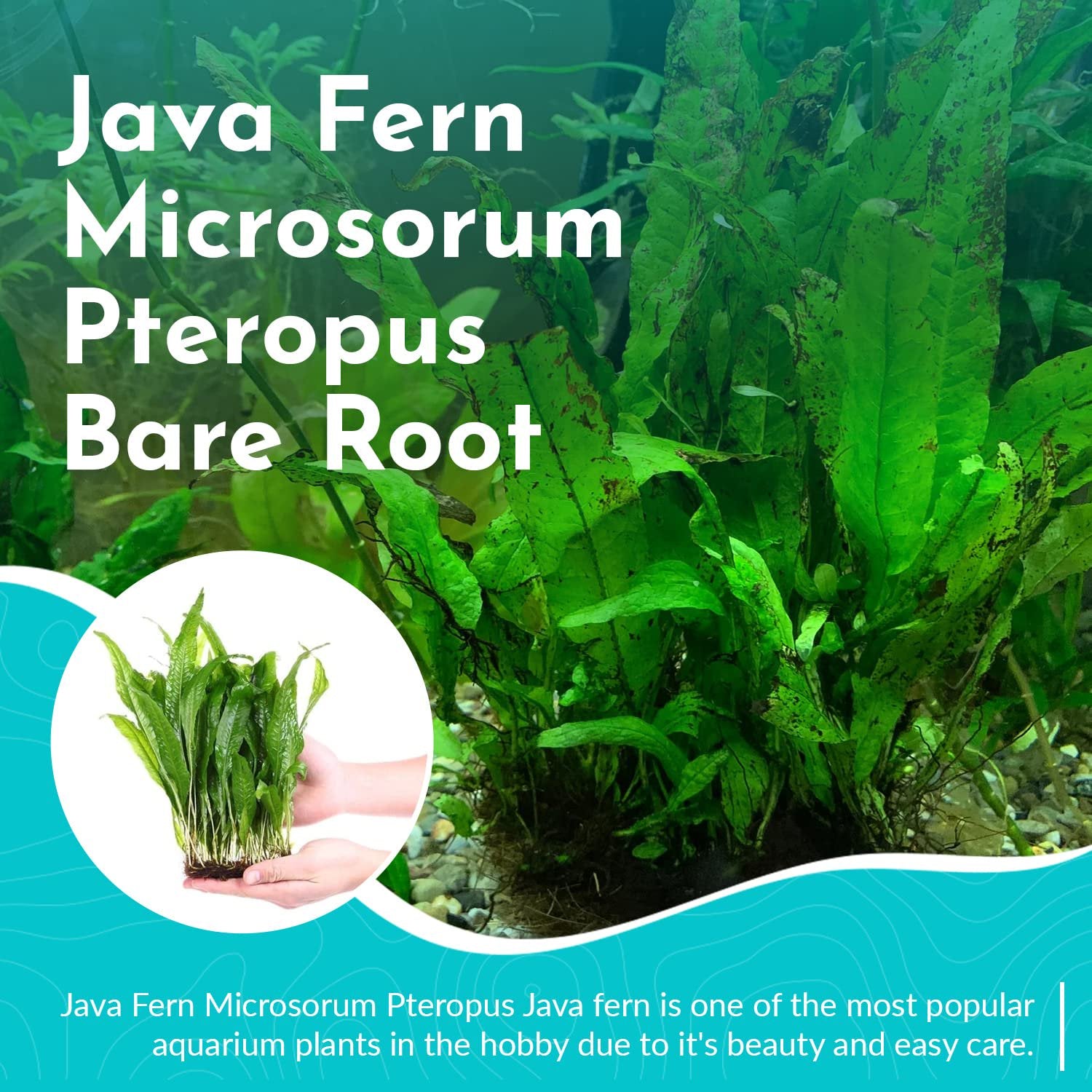 Java Fern Microsorum Pteropus – Live Freshwater Aquarium Plant (Bare Root)