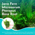 Java Fern Microsorum Pteropus – Live Freshwater Aquarium Plant (Bare Root)