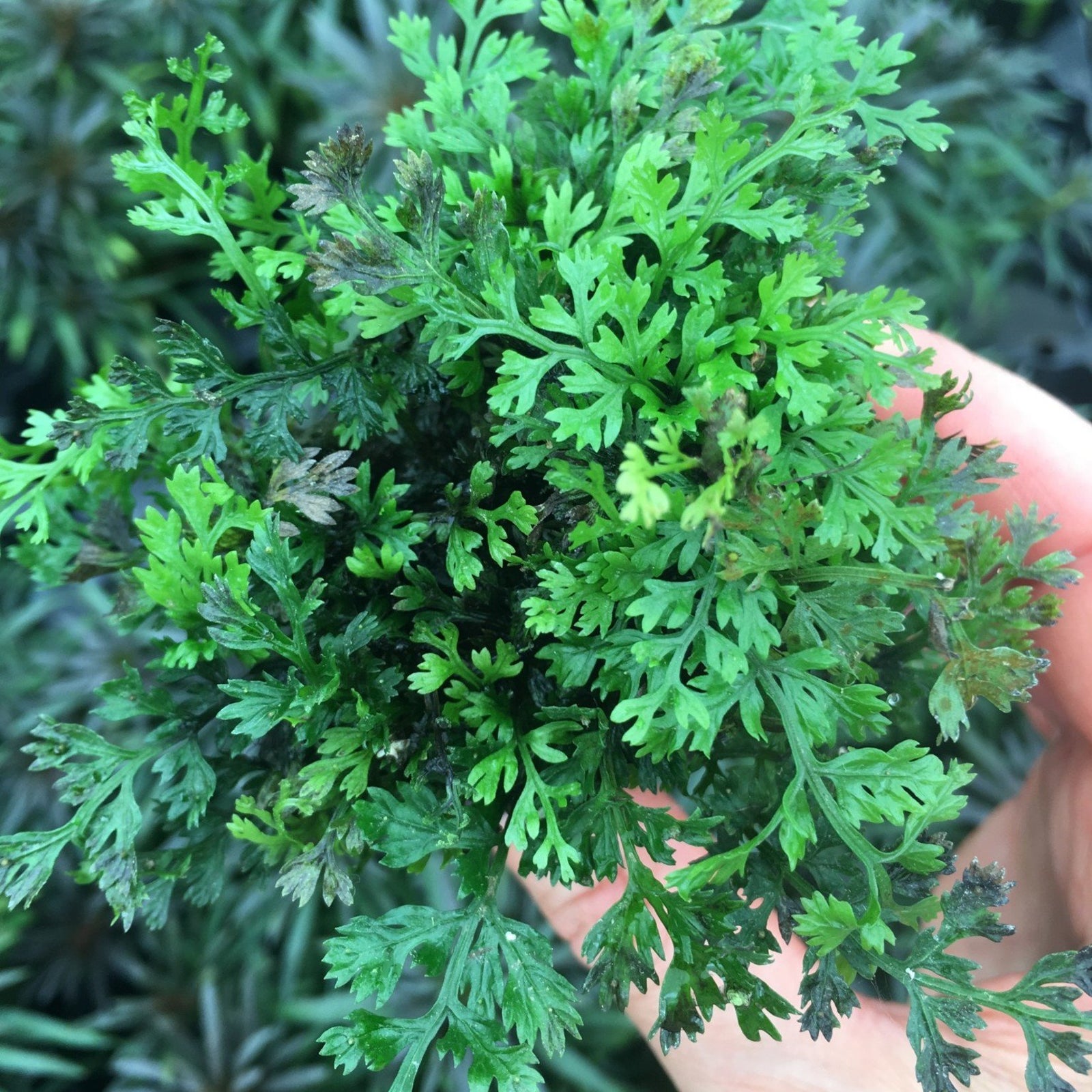 Bolbitis Heteroclita Difformis 