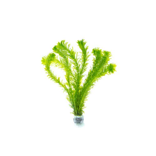 Anacharis Egeria Densa in 2 Inch Pot Live Aquarium Plants - Image 3 of 6