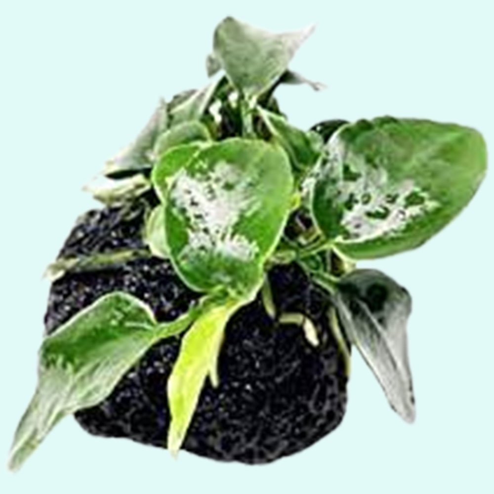 Anubias Nana Petite on Lava Rock – Live Aquarium Plant