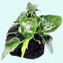 Anubias Nana Petite on Lava Rock – Live Aquarium Plant