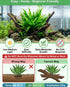 Java Fern (Microsorum pteropus) – Easy Live Freshwater Aquarium Plant