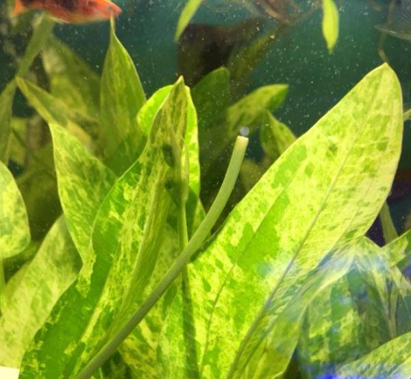 Marble Queen Sword (Echinodorus cordifolius) – Live Aquarium Plant