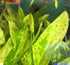 Marble Queen Sword (Echinodorus cordifolius) – Live Aquarium Plant