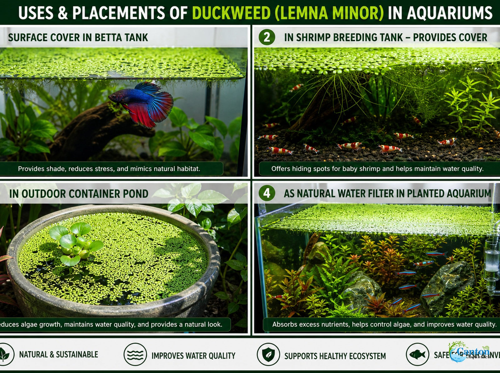 Duckweed (Lemma Minor)
