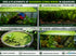 Duckweed (Lemma Minor)