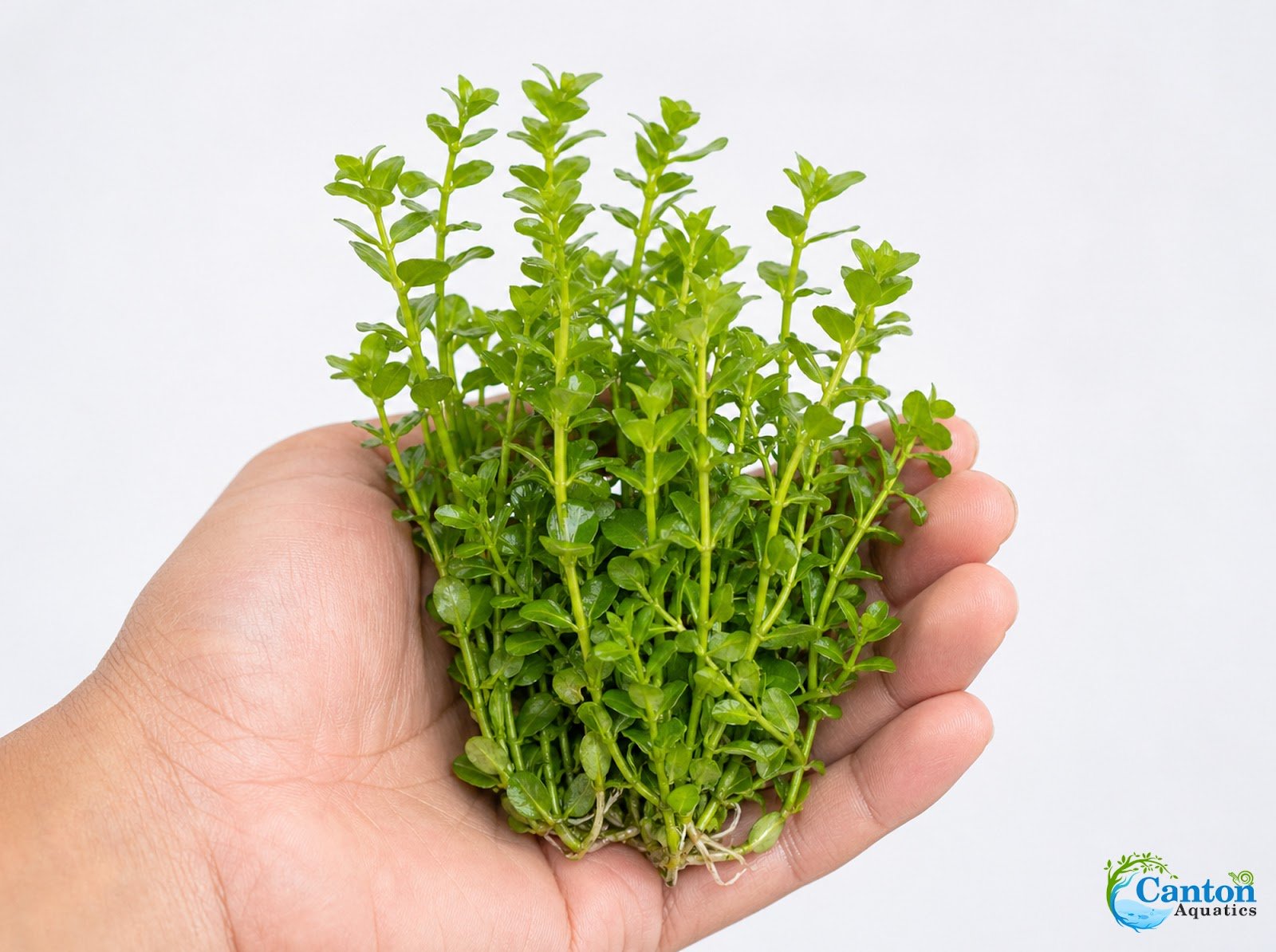 Moneywort (Bacopa monnieri) – Live Aquarium & Paludarium Plant