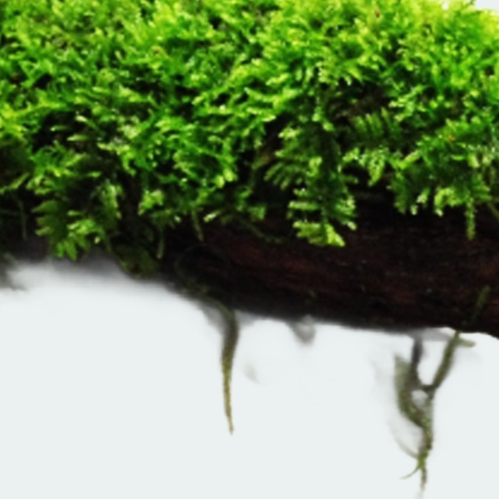 Moss On Wood – Live Aquarium Moss Attached to Natural Driftwood