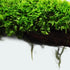 Moss On Wood – Live Aquarium Moss Attached to Natural Driftwood