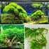 Weeping Moss (Vesicularia ferriei) – Live Freshwater Aquarium Plant