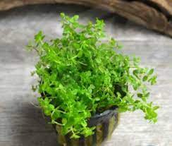 Pearl Weed (Hemianthus Micranthemoides) – Live Aquarium Plant