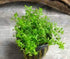 Pearl Weed (Hemianthus Micranthemoides) – Live Aquarium Plant