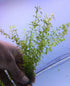 Pearl Weed (Hemianthus Micranthemoides) – Live Aquarium Plant