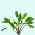 Cryptocoryne Wendtii Green