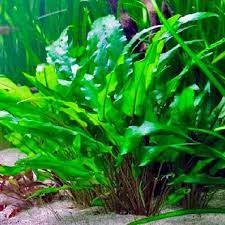 Cryptocoryne Lutea