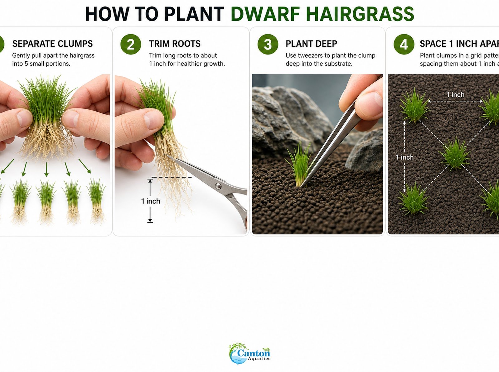 5 X Dwarf Hairgrass (Eleocharis Parvula) - Image 9 of 10