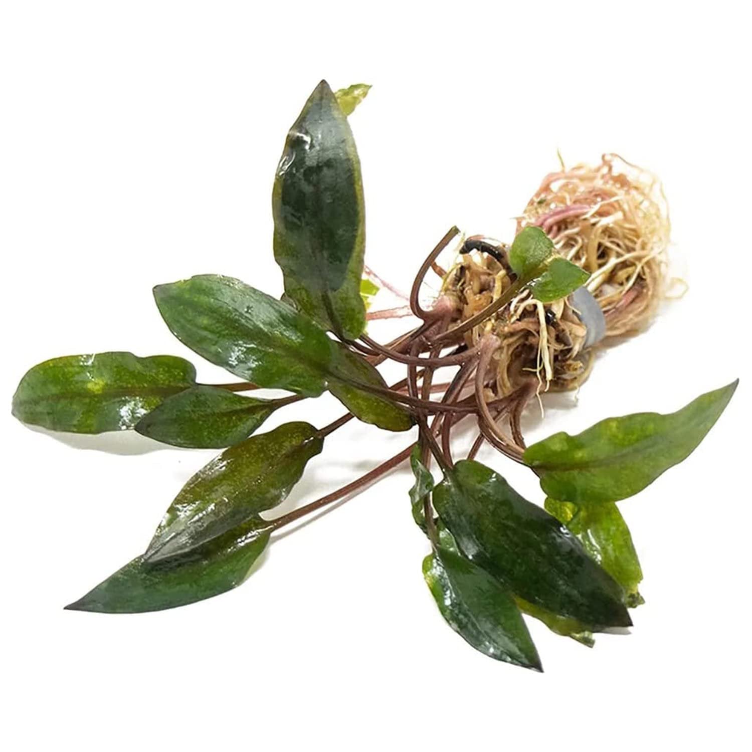 Cryptocoryne Wendtii ‘Red’ – Bare Root Live Aquarium Plant