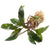 Cryptocoryne Wendtii ‘Red’ – Bare Root Live Aquarium Plant