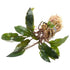 Cryptocoryne Wendtii ‘Red’ – Bare Root Live Aquarium Plant