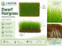 Dwarf Hairgrass Eleocharis Mat