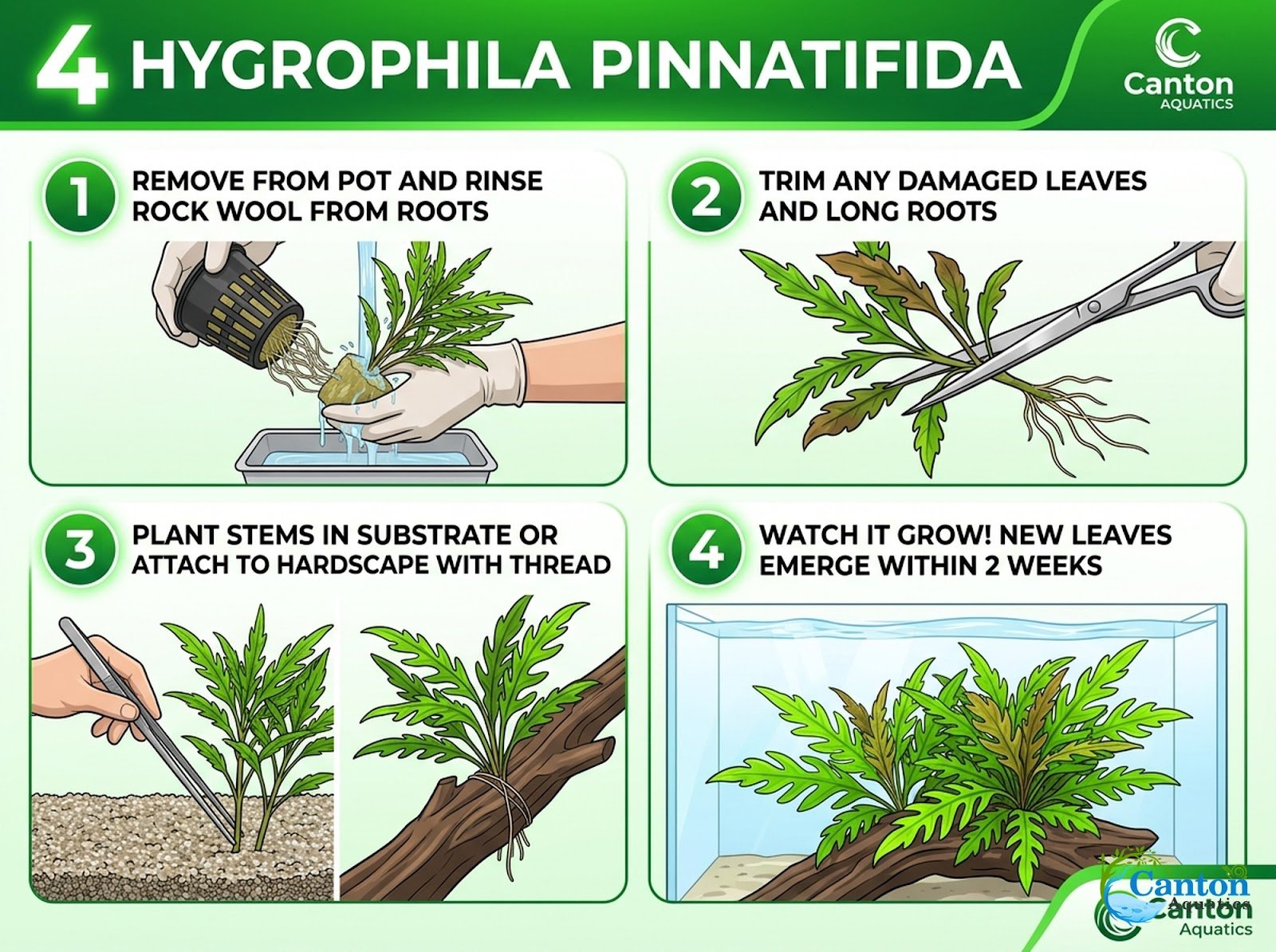 Hygrophila Pinnatifida