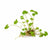 Dwarf PennyWort Japan (Hydrocotyle Tripartita)