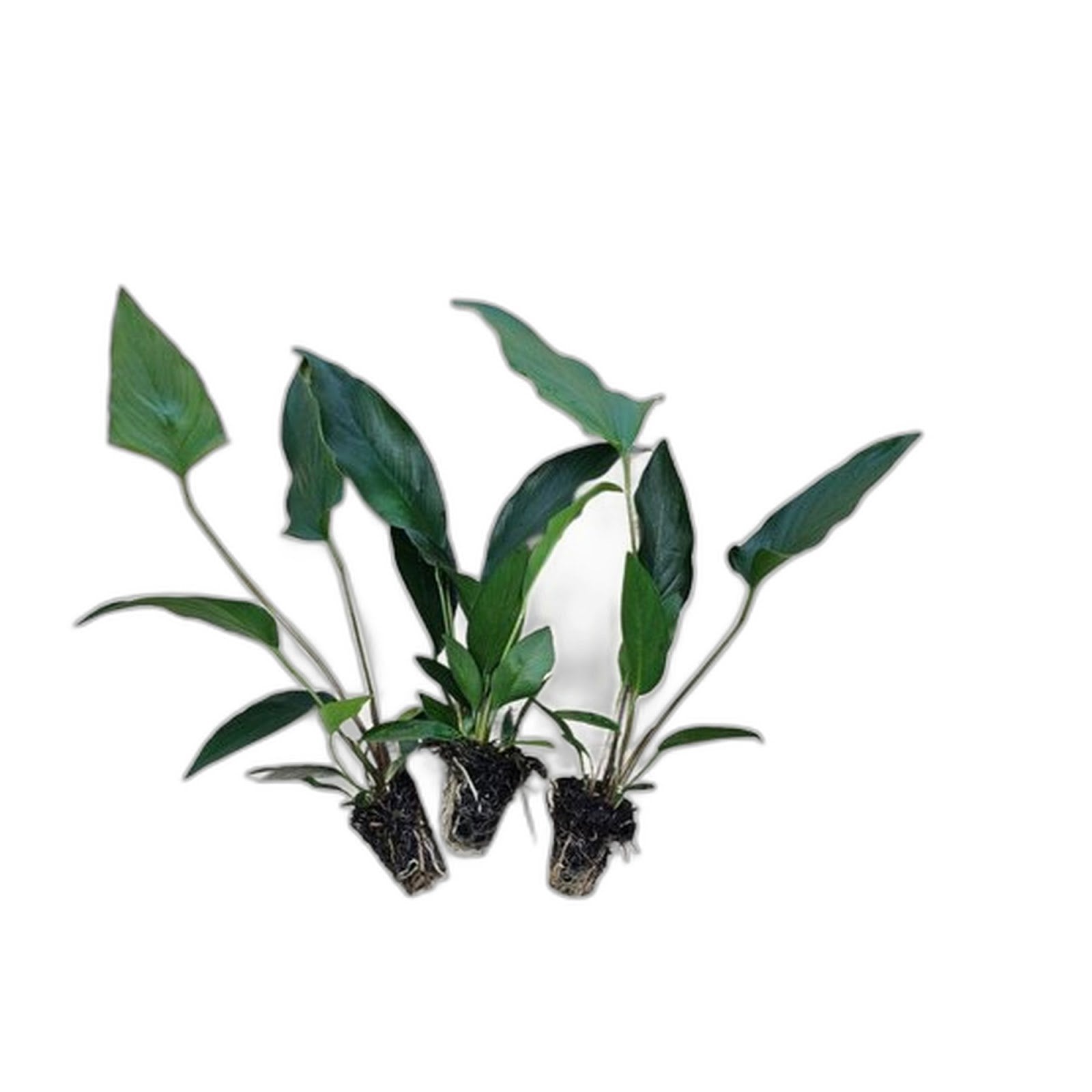 Anubias Starter Bundle (3-Pack) – Medium to Large